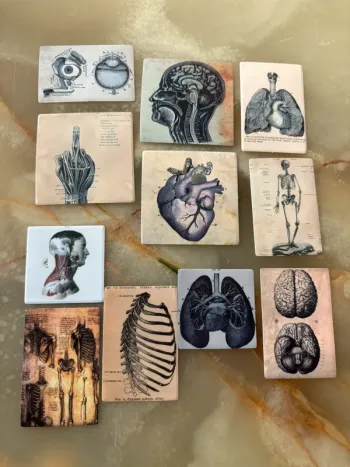 Stickers mini anatomie humaine 11 pièces