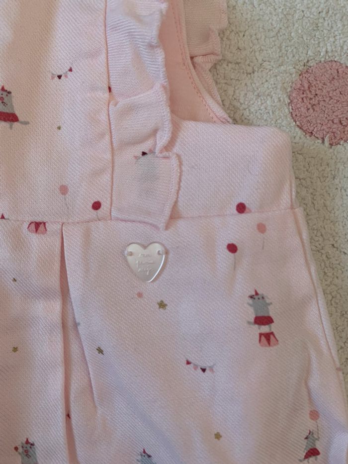 Barboteuse sergent major - photo numéro 5