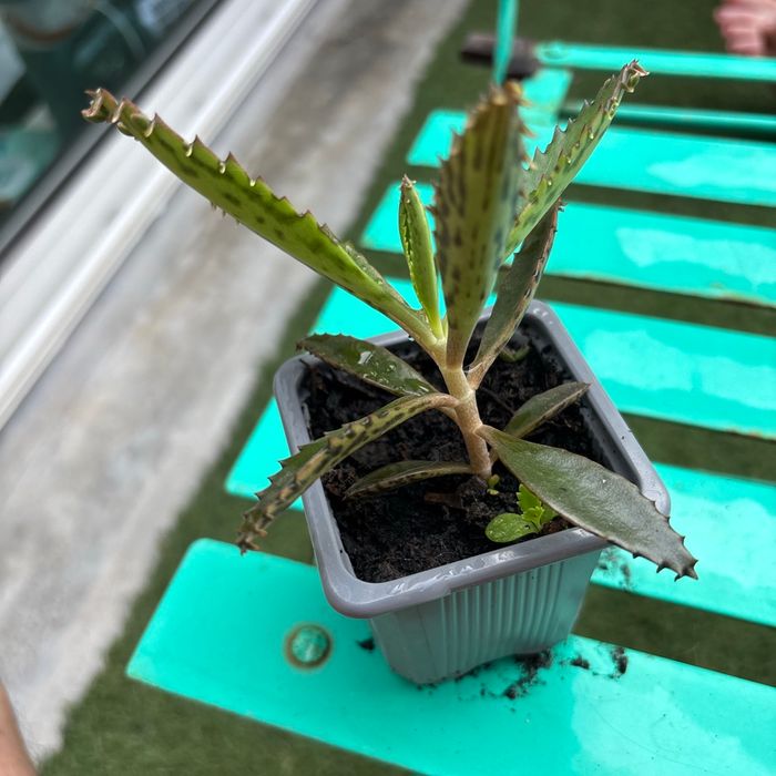 Superbe bouture Kalanchoe daigremontiana, plantes-mères ou Mère de milliers.