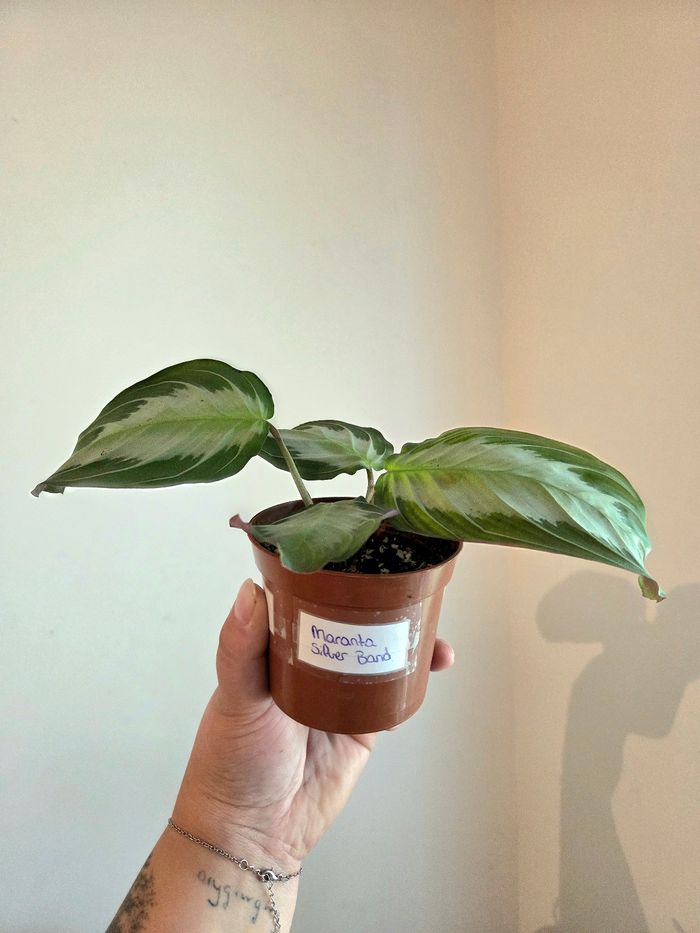 Maranta Silver Band (plante) - photo numéro 3