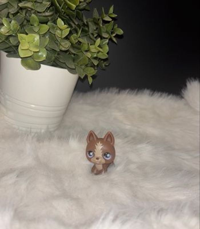 german shepherd #867 - photo numéro 2