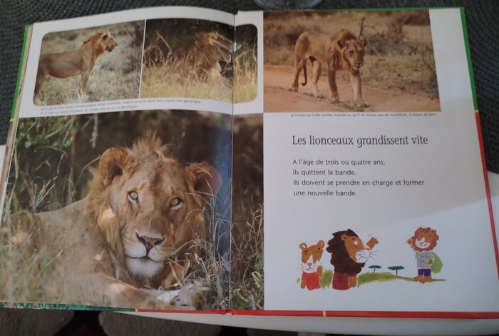 Livre "Le lion" Éditions du Korrigan en très bon état - photo numéro 5