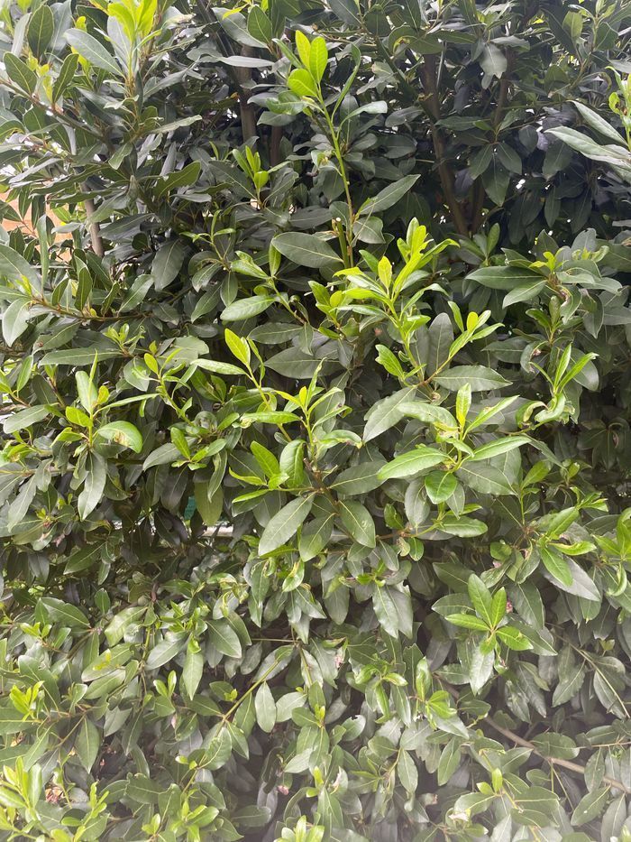 Feuilles de laurier pour cuisiner du sud