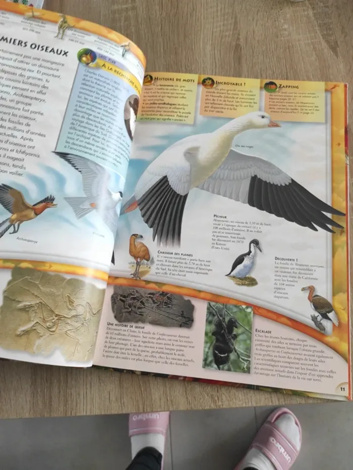Livre Larousse les oiseaux - photo numéro 3