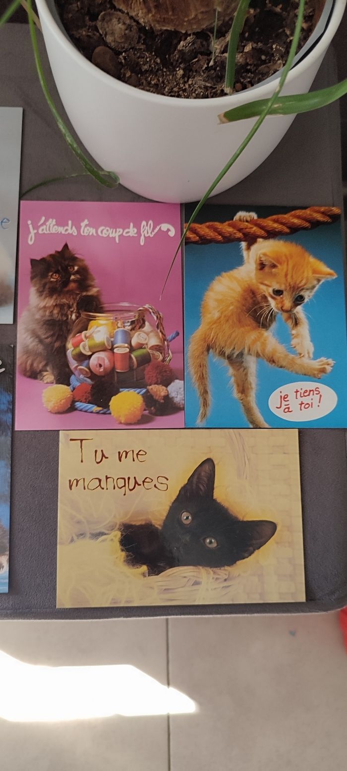 Lot de 5 cartes postales animaux - photo numéro 3