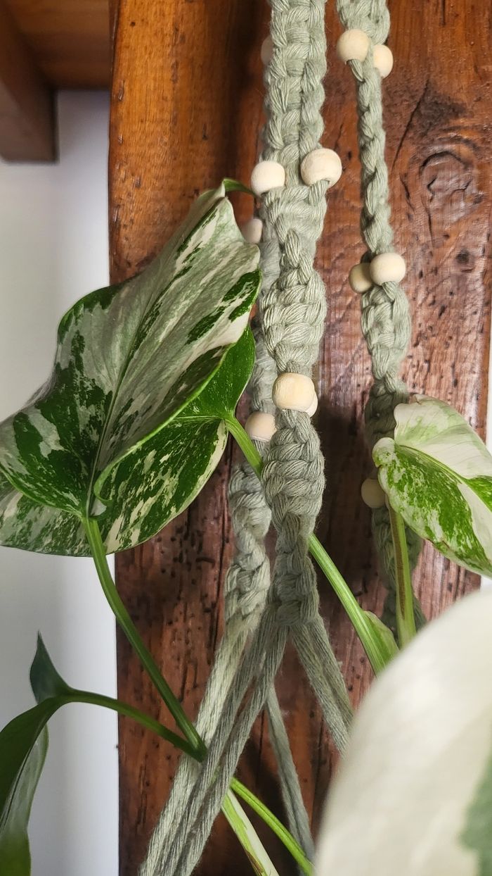 Monstera variegata - photo numéro 2