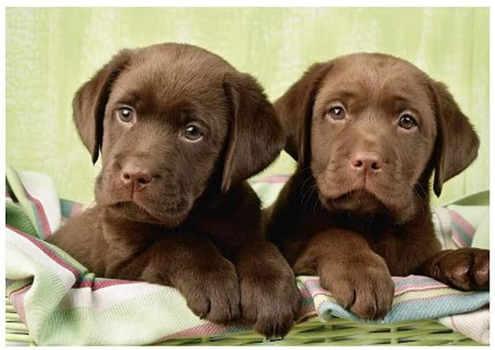 DINO PUZZLE CHIENS LABRADORS 500 PIECES 502444 - photo numéro 2