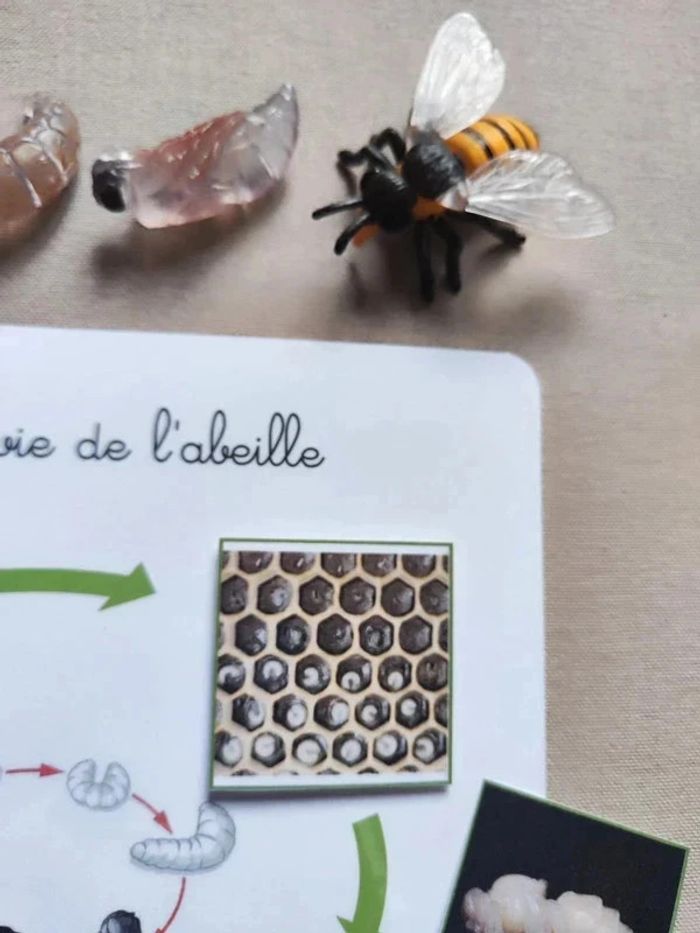Kit cycle de vie d'une abeille Montessori - photo numéro 4