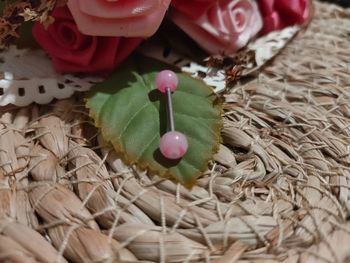 🍂Piercing langue rose et bleu🍂