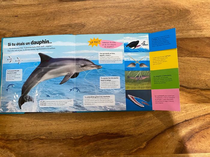 Kididoc les dauphins - photo numéro 3