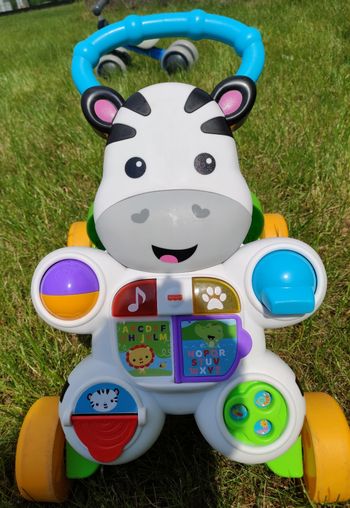 Tribune zèbre bébé