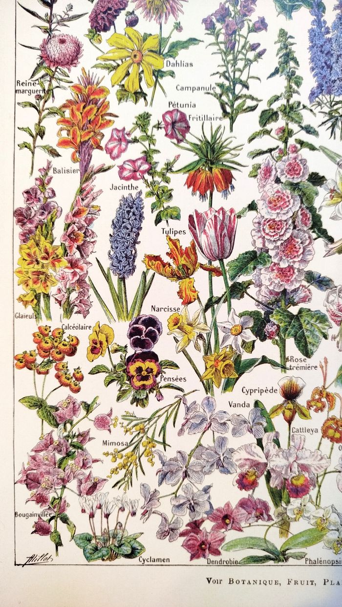 Affiche sur les fleurs, d'après une planche naturaliste de 1922 - photo numéro 4