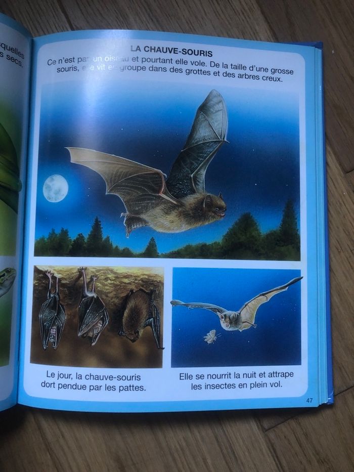L’imagerie des animaux - photo numéro 3