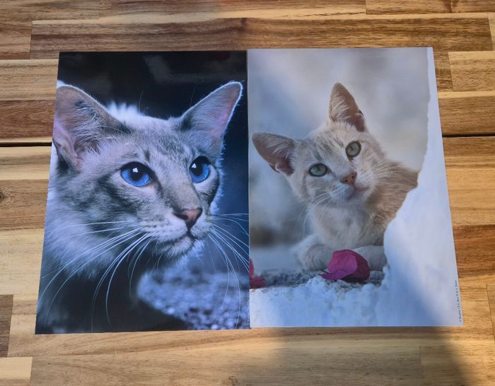 Galerie photo chat 2 cadre et 12 photo et 1 livres - photo numéro 6