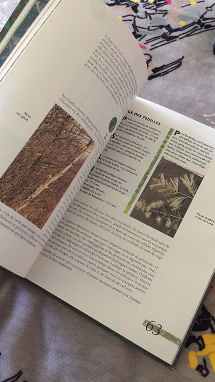 Les Forêts - photo numéro 12