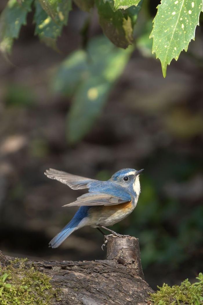 Beauté SONY FE 200 600mm F5.6 6.3 G - photo numéro 8