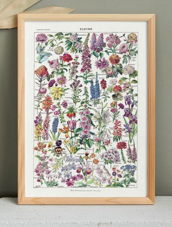 Affiche sur les fleurs, d'après une planche naturaliste de 1922