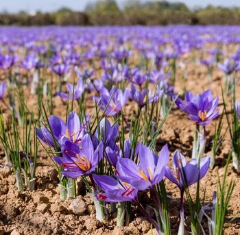 Lot 100 bulbes crocus safran non traités -30 pour cent