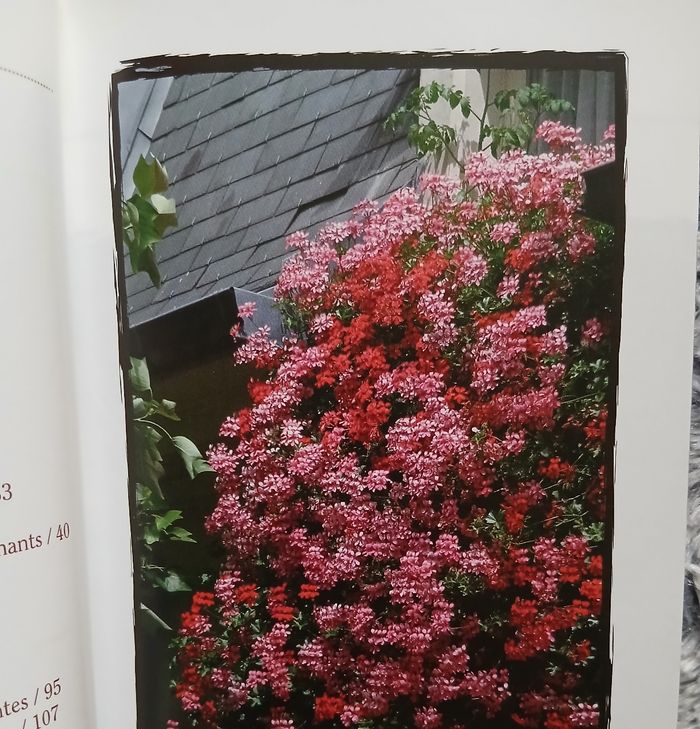Neuf: Livre " Fleurir son balcon" Jardinage pratique - photo numéro 5