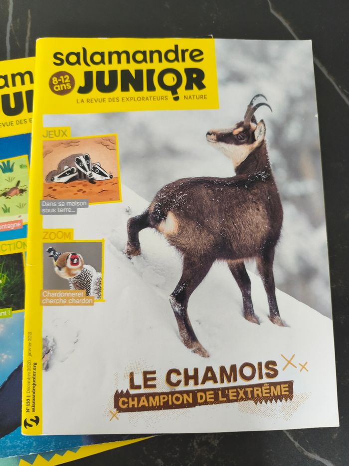 Salamandre junior - photo numéro 2