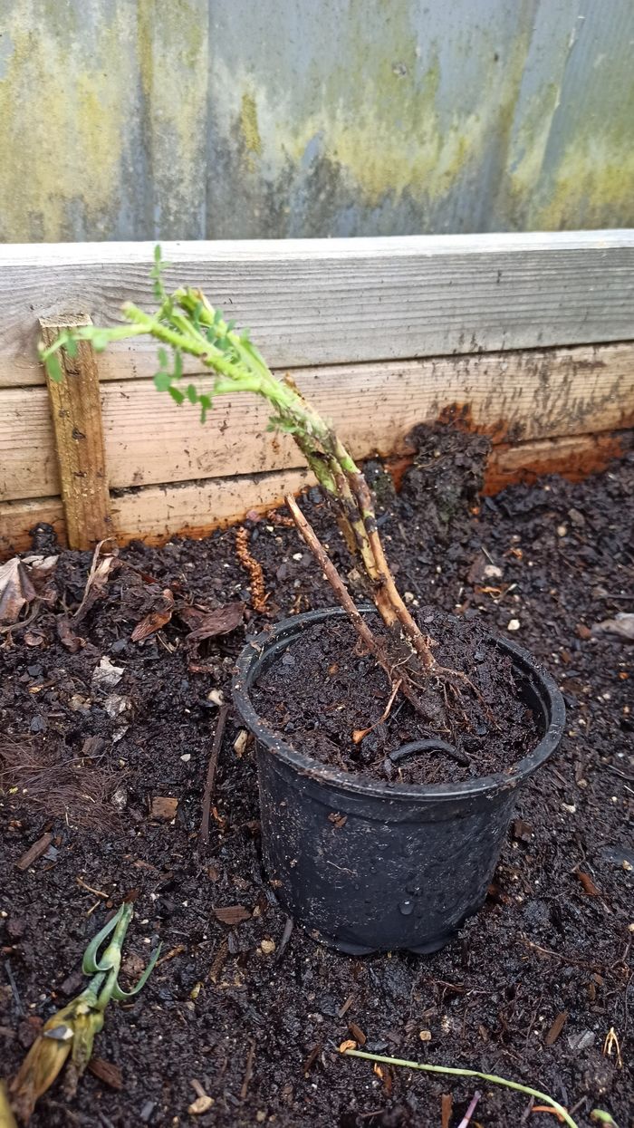 Rosier blanc - photo numéro 2