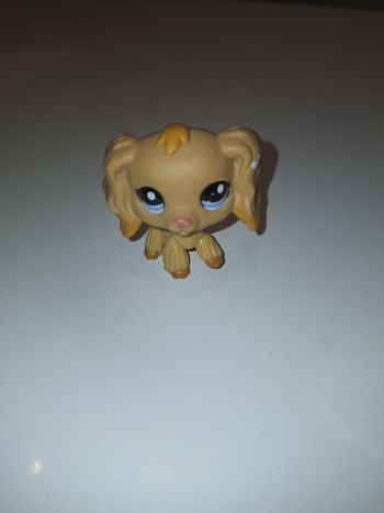 Petshop rare chien
