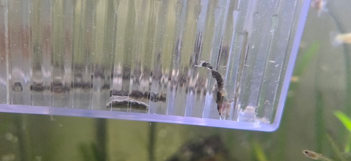Aquarium - photo numéro 3