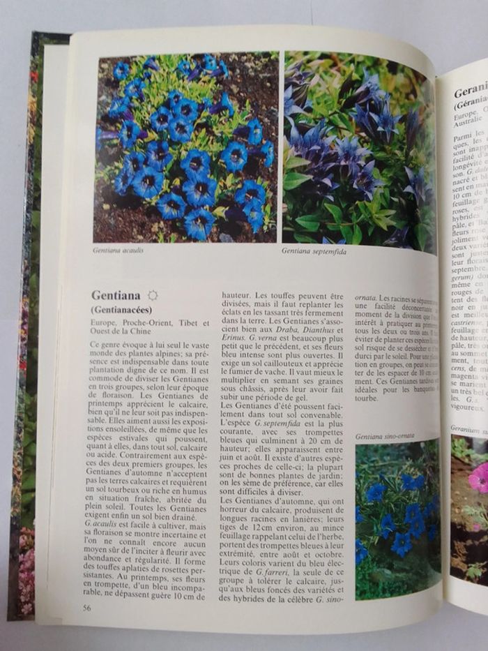 Les plantes alpines - photo numéro 3