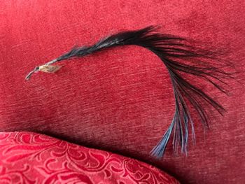 Plume d’autruche ancienne