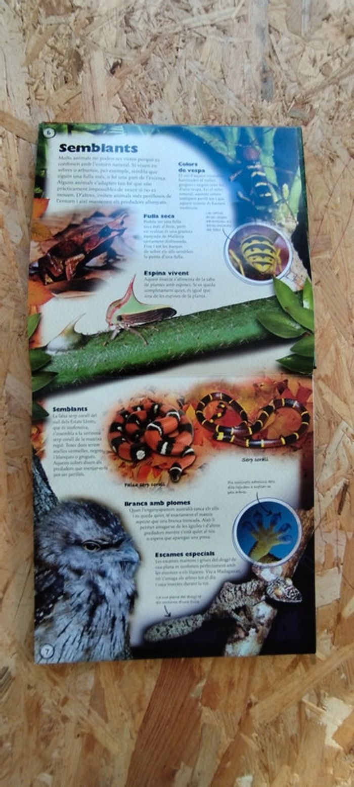 Livre en catalan Pop up - photo numéro 2