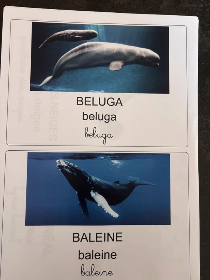 Lot cartes de nomenclature hiver/polaire - photo numéro 4