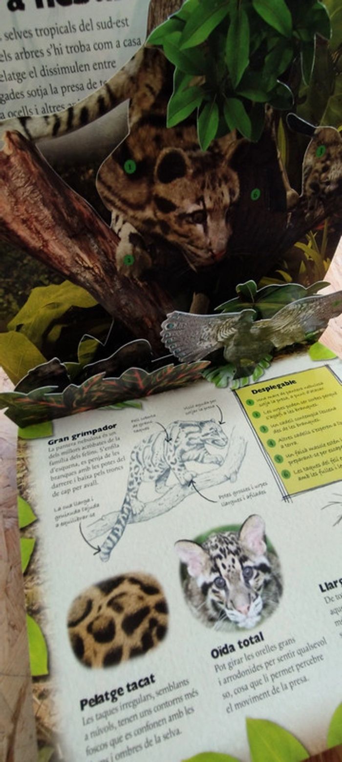 Livre en catalan Pop up - photo numéro 4