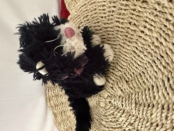 doudou chat noir et blanc bukowski peluche 22 cm