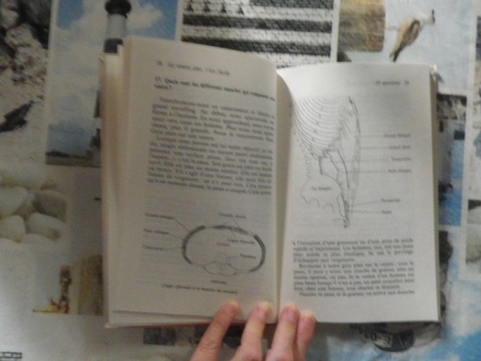 Le ventre plat c'est facile par Odile Payri Ed. Albin Michel - photo numéro 2