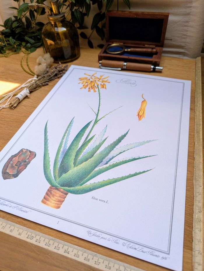 Imprimée en 1986, planche botanique l'Aloé Vera, Vintage Authentique (cadre non inclus) - photo numéro 10