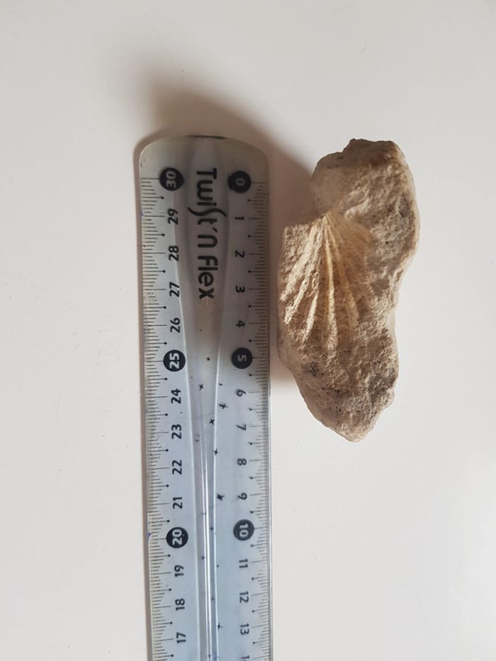 Fossils de coquillages - photo numéro 5