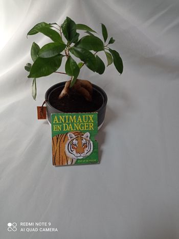 Livre panorama illustré animaux en danger