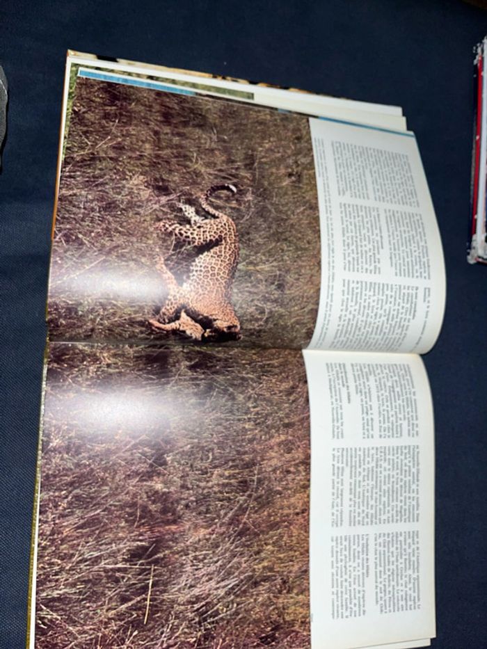 Livre pour enfants le royaume des animaux - photo numéro 5