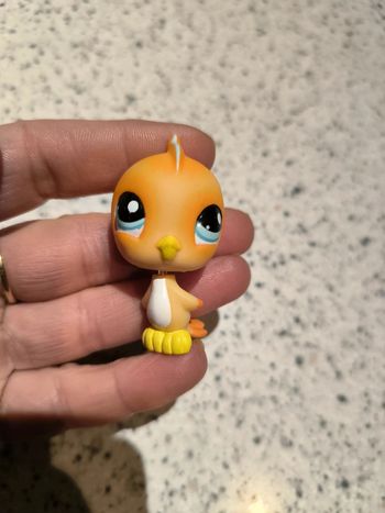 Pet shop oiseau 🐦