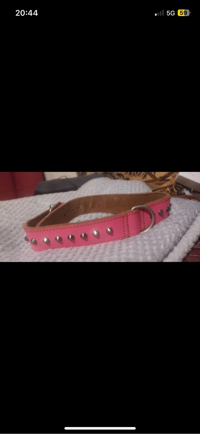 Collier chien - photo numéro 3