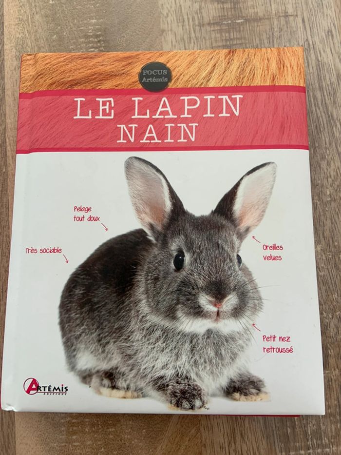 Le lapin nain