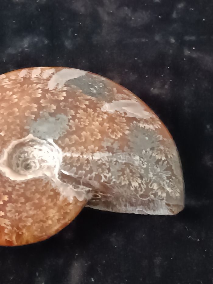 Ammonite polie - photo numéro 8