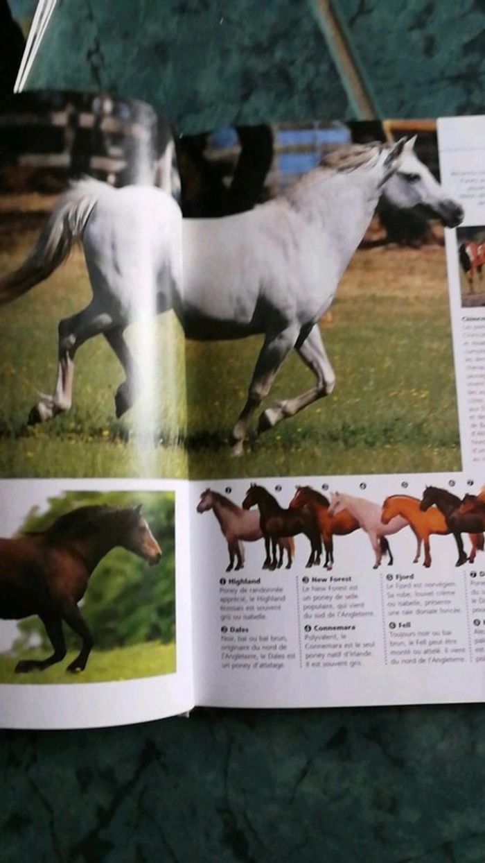 2 Livres neufs du cheval et du poney - photo numéro 2