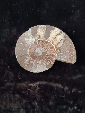 Ammonite
