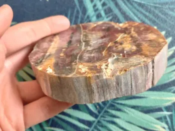 Belle tranche de bois fossilisé