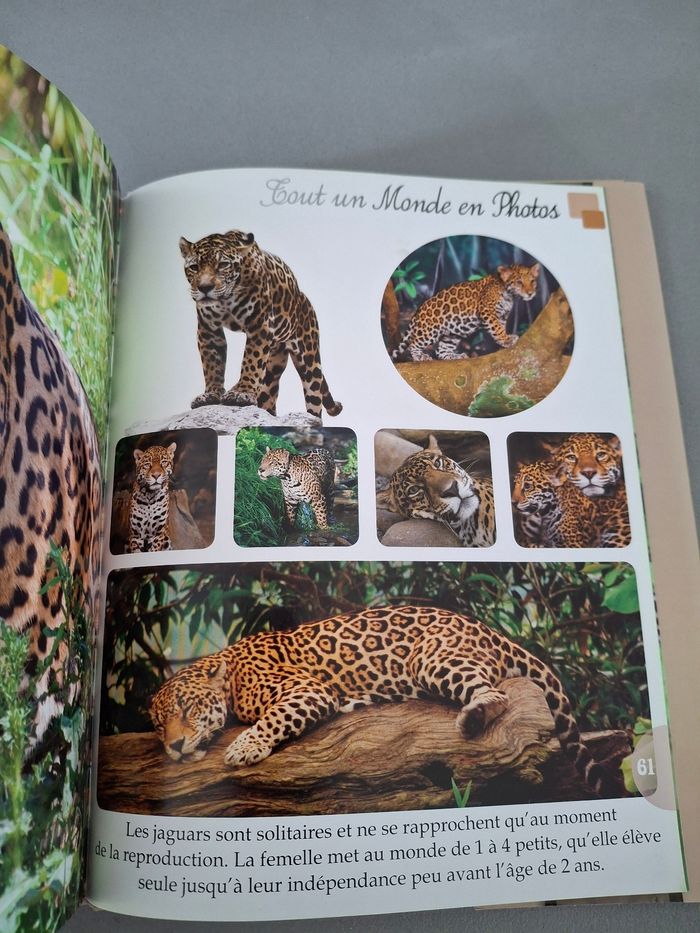 Livre "Les Félins du monde" - photo numéro 4