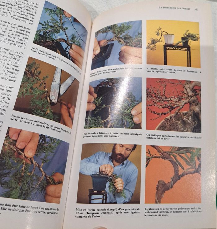 Livre les bonsaï de bordas - photo numéro 3