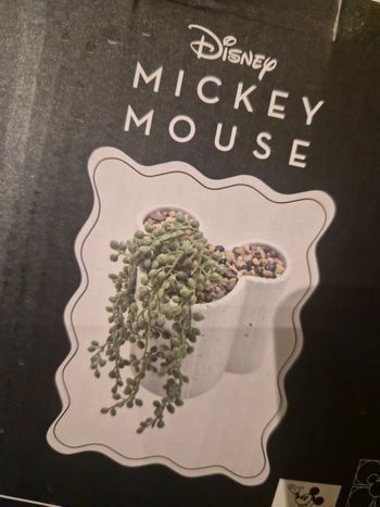 Pot fausse plante mickey