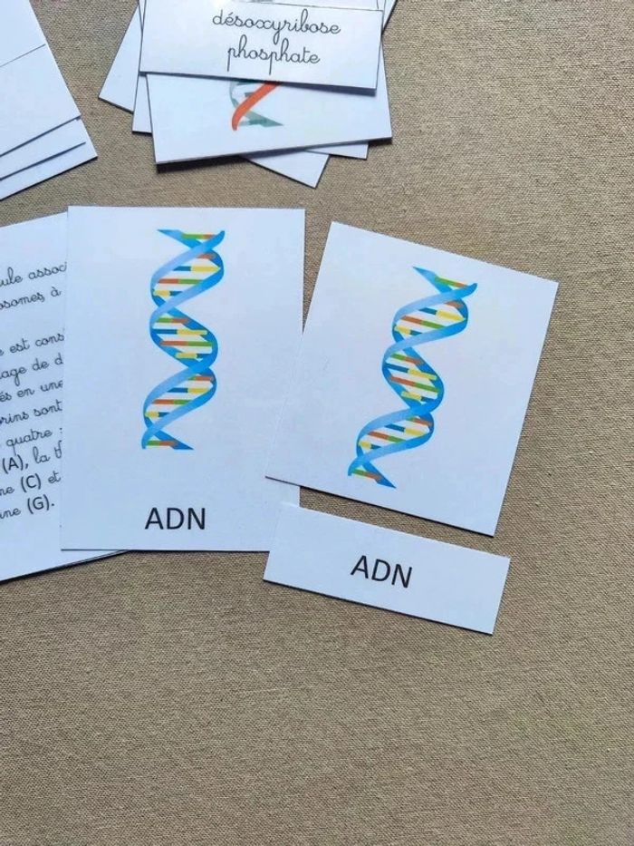 Cartes de nomenclature de L'ADN - photo numéro 6