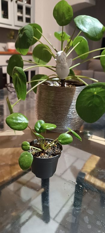 Plante pilea